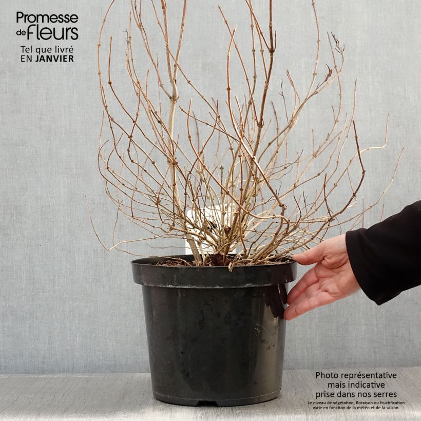 Spécimen de Weigela White Lightning Pot de 7,5L/10L tel que livré en hiver