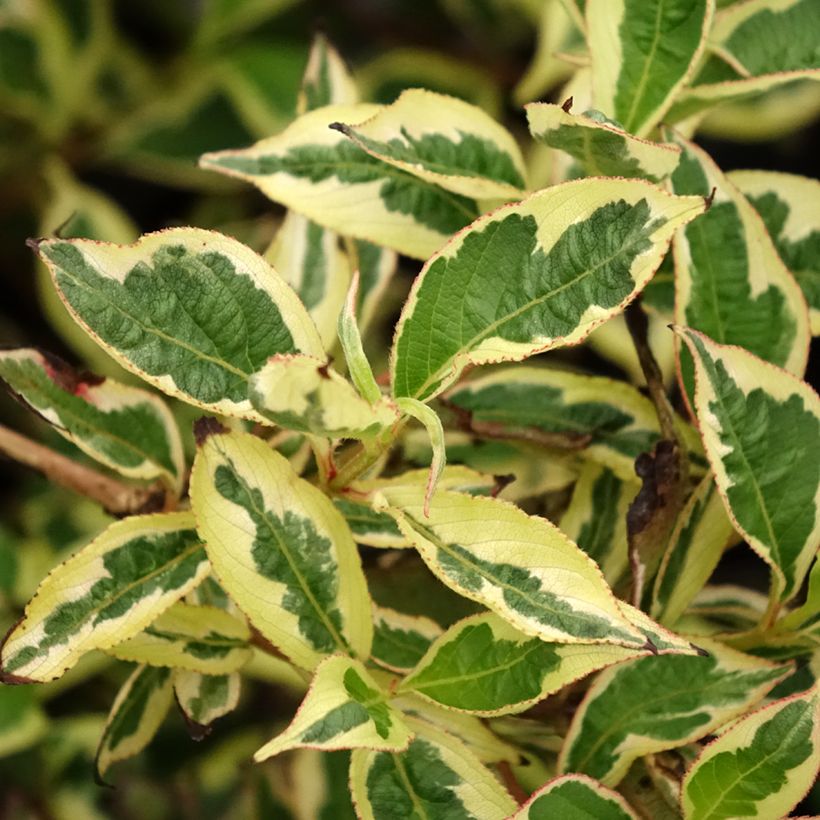 Weigela White Lightning (Feuillage)