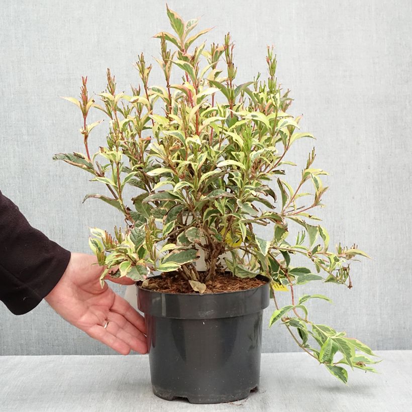Spécimen de Weigela White Lightning Pot de 2L/3L tel que livré en automne