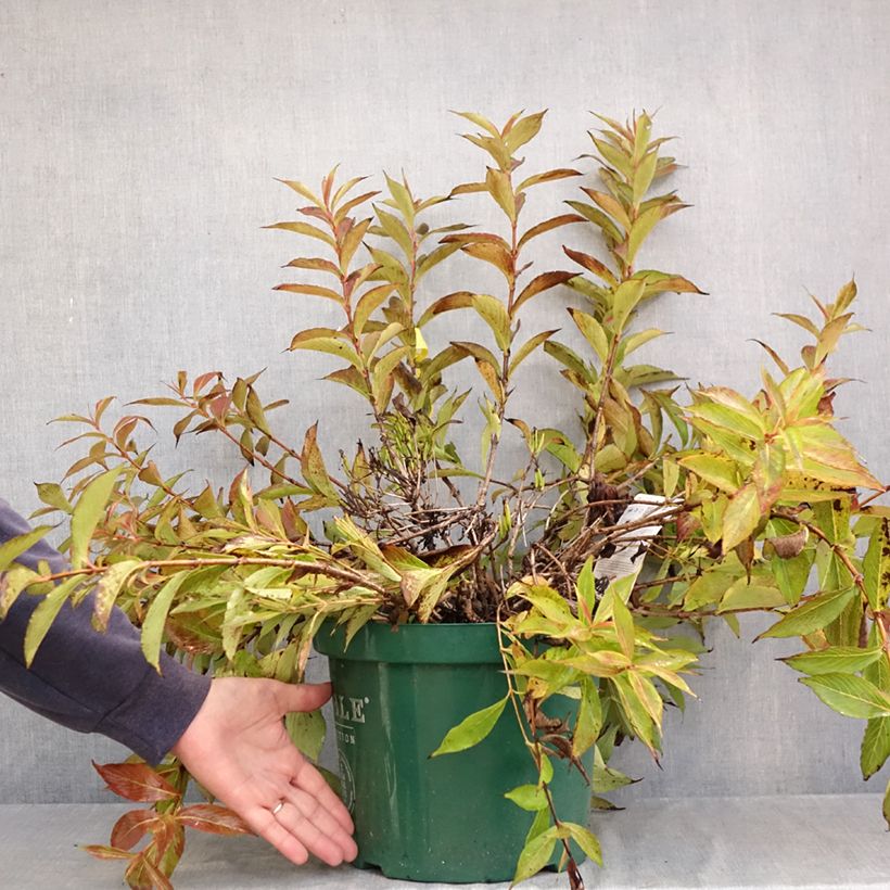 Spécimen de Weigelia All Summer Peach Pot de 7,5L/10L tel que livré en automne