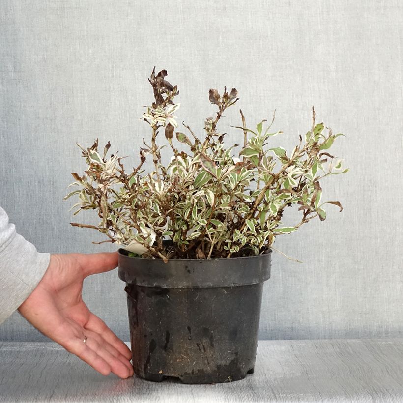 Spécimen de Weigelia florida Monet Verweig Pot de 2L/3L tel que livré en automne
