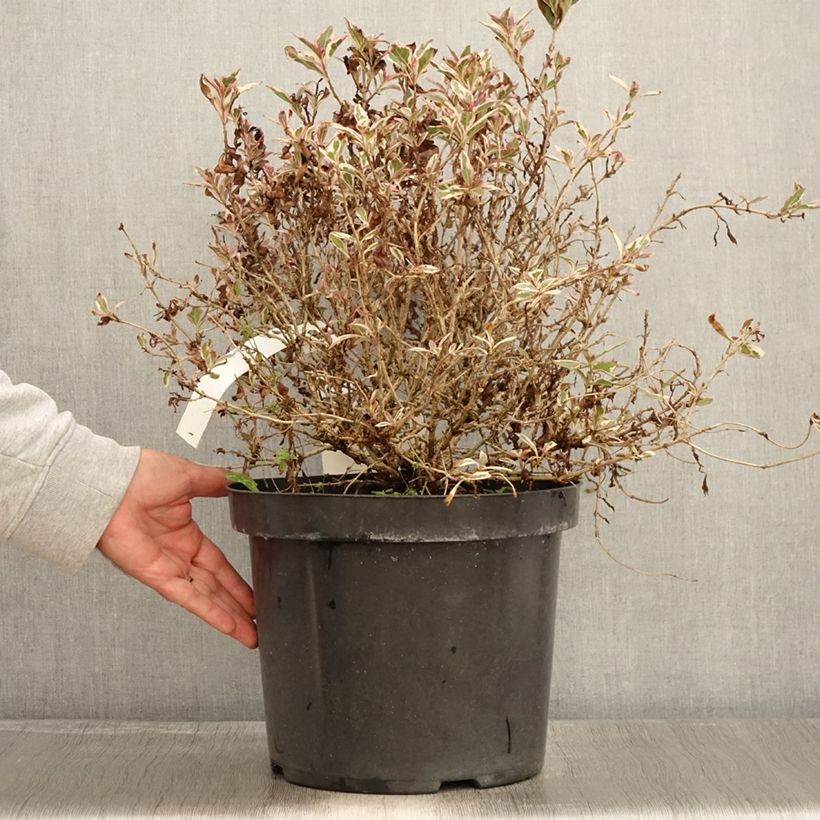 Spécimen de Weigelia florida Monet Verweig Pot de 7,5L/10L tel que livré en automne