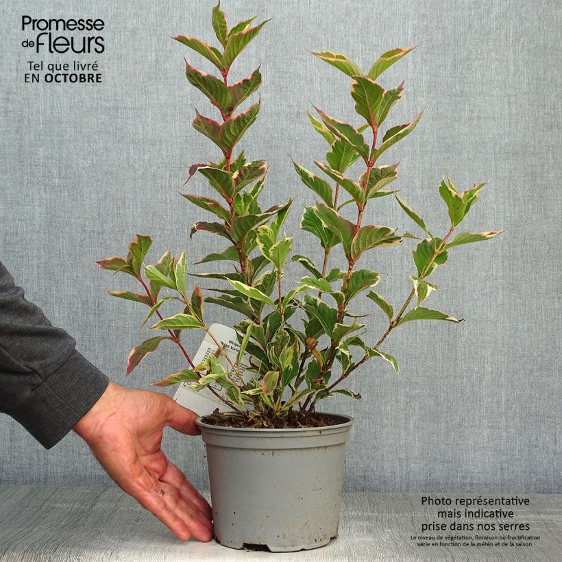 Spécimen de Weigelia florida Nana Variegata - Weigela panaché  Pot de 2L/3L tel que livré en automne