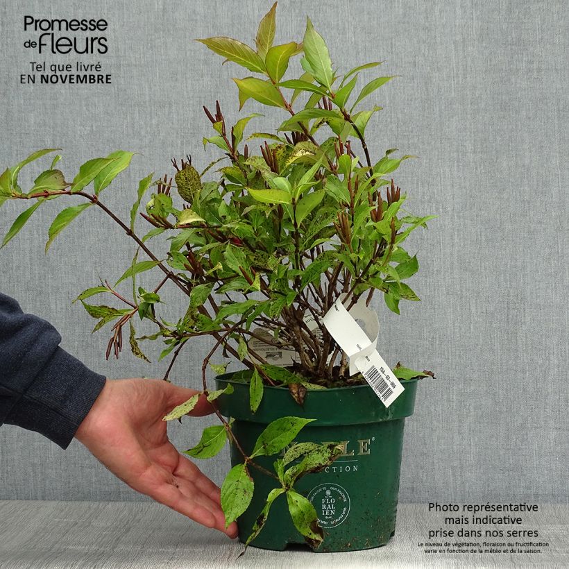 Spécimen de Weigelia florida Princess Ayla Pot de 3L/4L tel que livré en automne