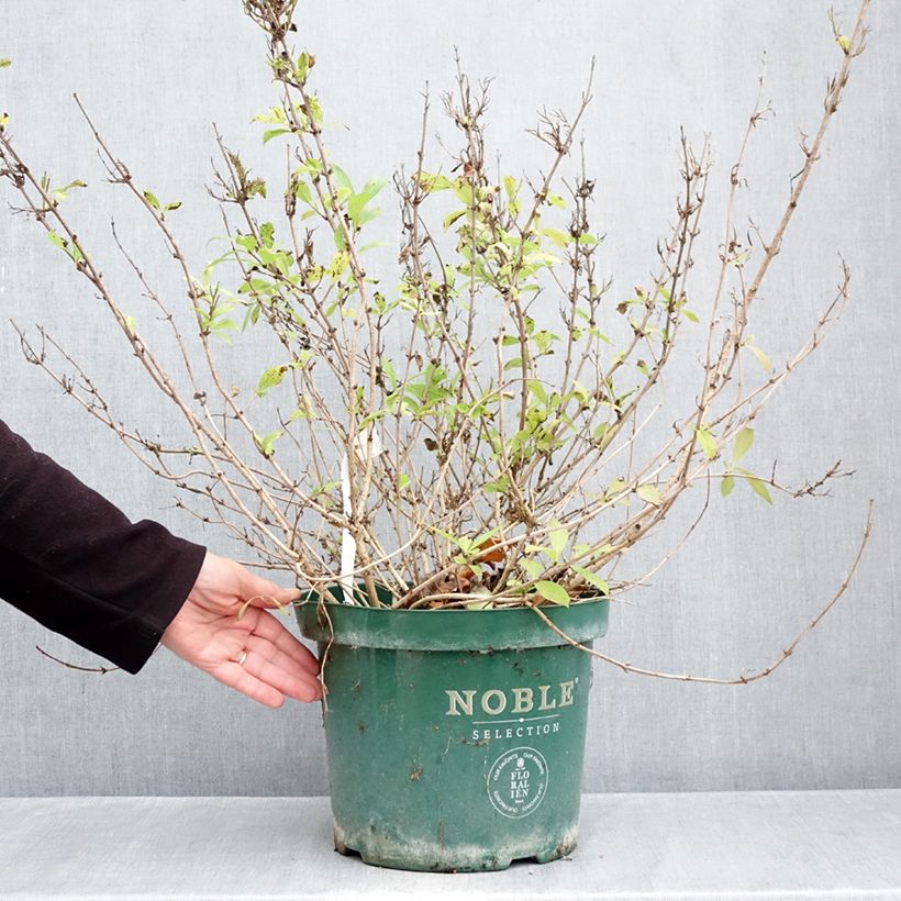 Spécimen de Weigelia florida Princess Ayla Pot de 7,5L/10L tel que livré en automne