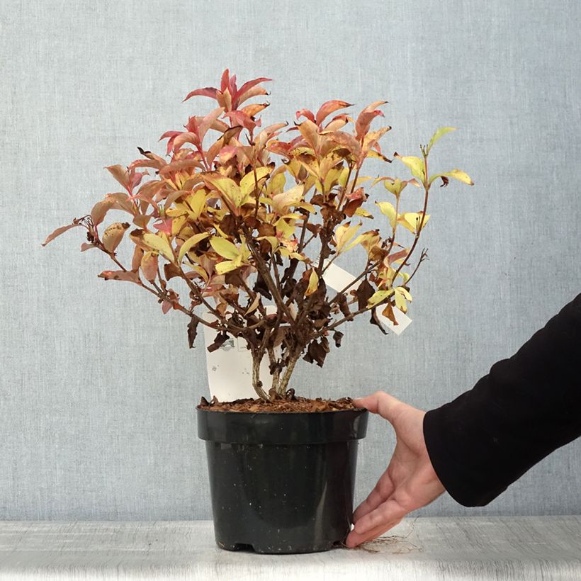 Spécimen de Weigelia hybride Cherry Love Pot de 3L/4L tel que livré en automne