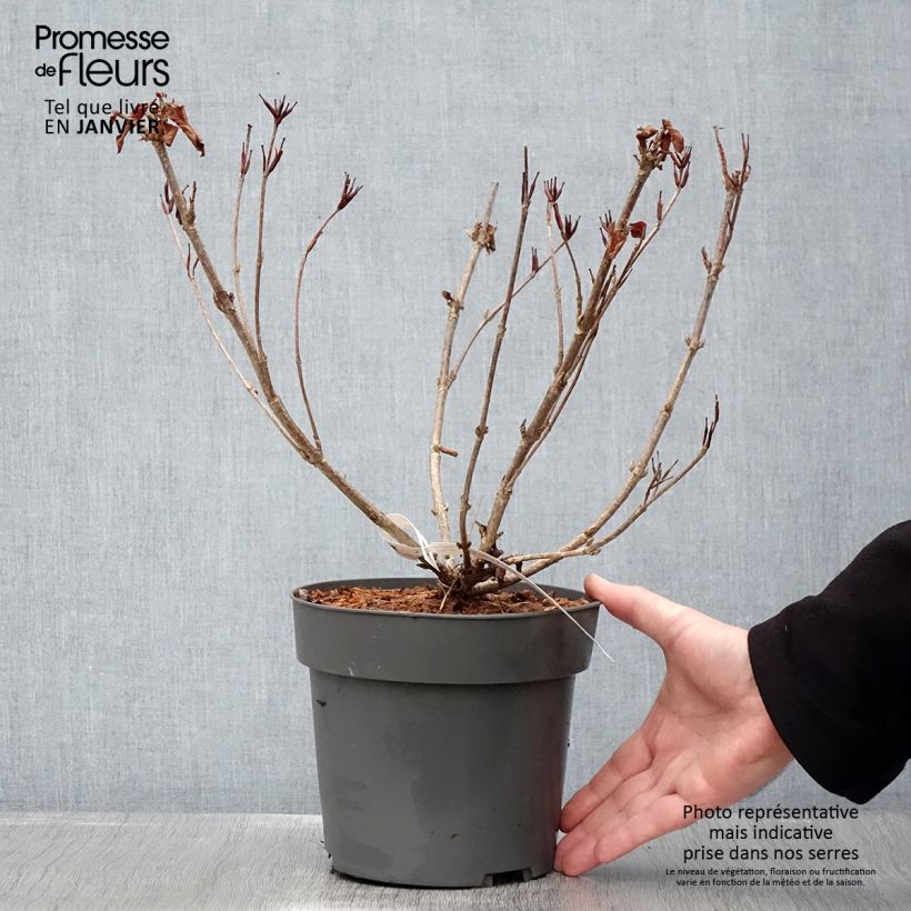 Spécimen de Weigelia hybride Cherry Love Pot de 3L/4L tel que livré en hiver