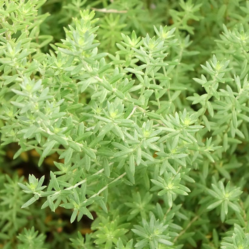 Westringia fruticosa Blue Gem - Romarin d'Australie (Feuillage)