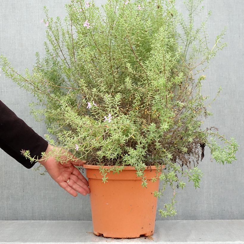 Spécimen de Westringia fruticosa Blue Gem - Romarin d'Australie Pot de 7,5L/10L tel que livré en automne