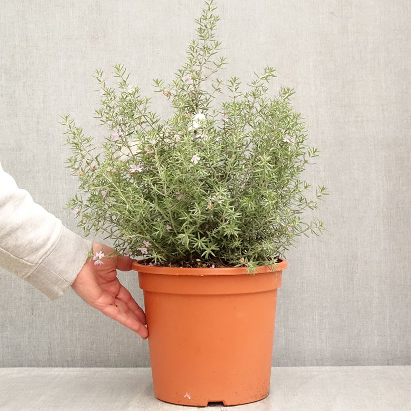 Spécimen de Westringia fruticosa Blue Gem - Romarin d'Australie Pot de 7,5L/10L tel que livré au printemps