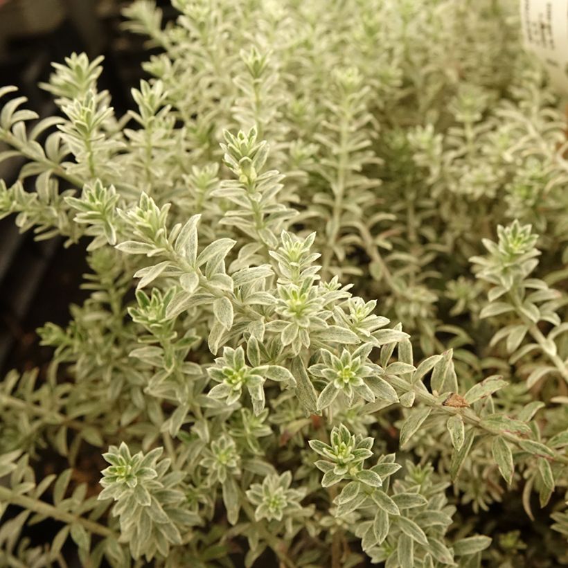 Westringia fruticosa Smookie - Romarin d'Australie (Feuillage)