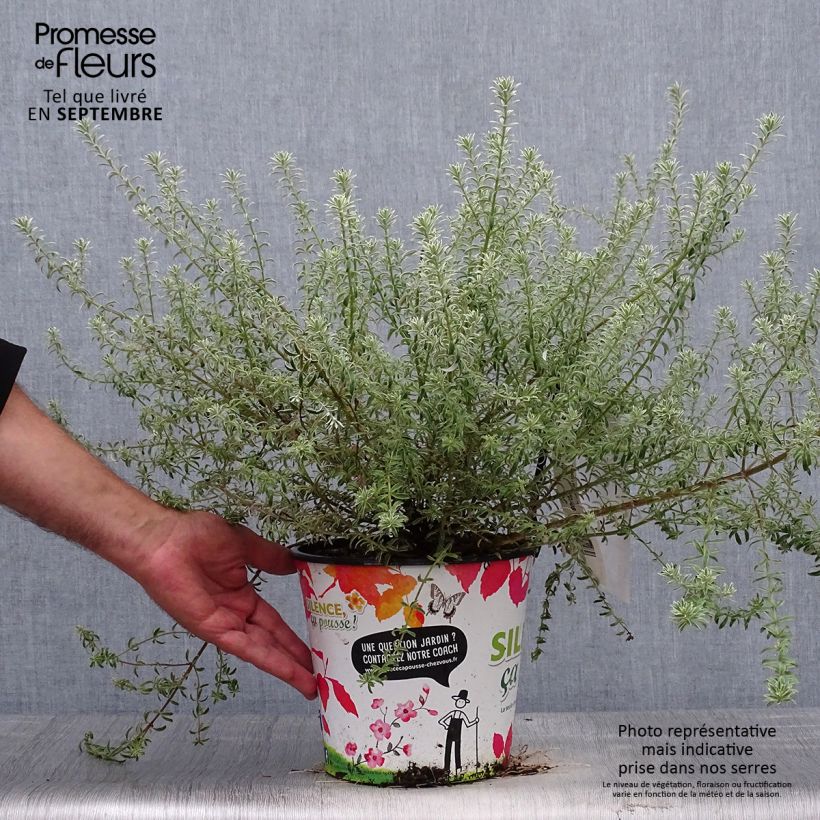 Spécimen de Westringia fruticosa Smookie - Romarin d'Australie Pot de 3L/4L tel que livré en automne