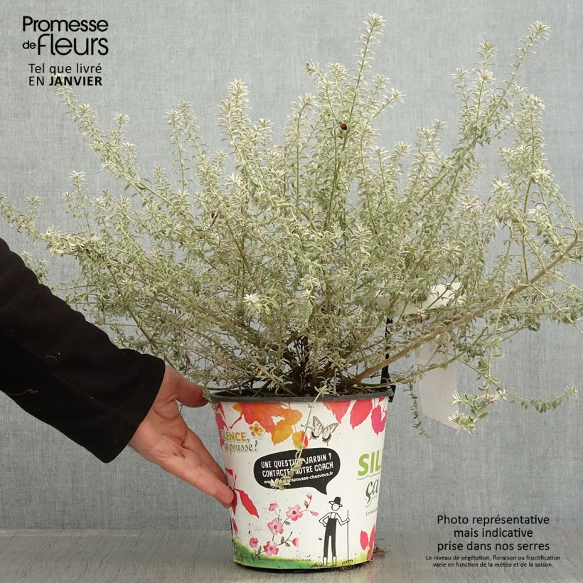 Spécimen de Westringia fruticosa Smookie - Romarin d'Australie Pot de 3L/4L tel que livré en hiver