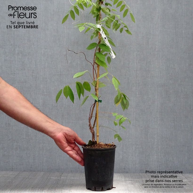 Spécimen de Wisteria frutescens Amethyst Falls - Glycine d'Amérique  Pot de 3L/4L, Plant issu de bouture tel que livré en automne