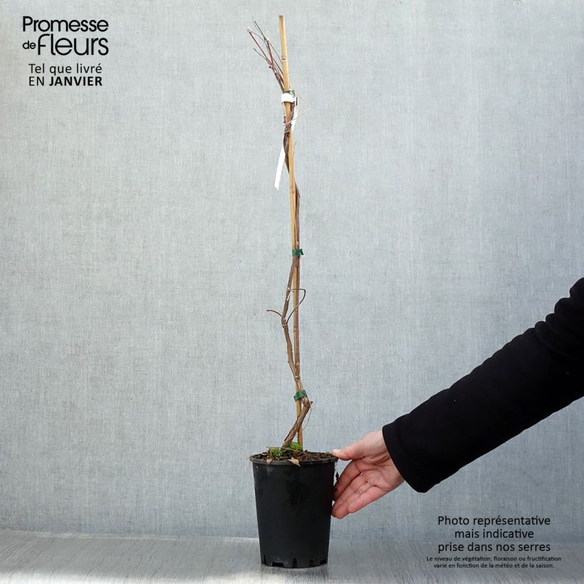 Spécimen de Wisteria frutescens Amethyst Falls - Glycine d'Amérique  Pot de 3L/4L, Plant issu de bouture tel que livré en hiver
