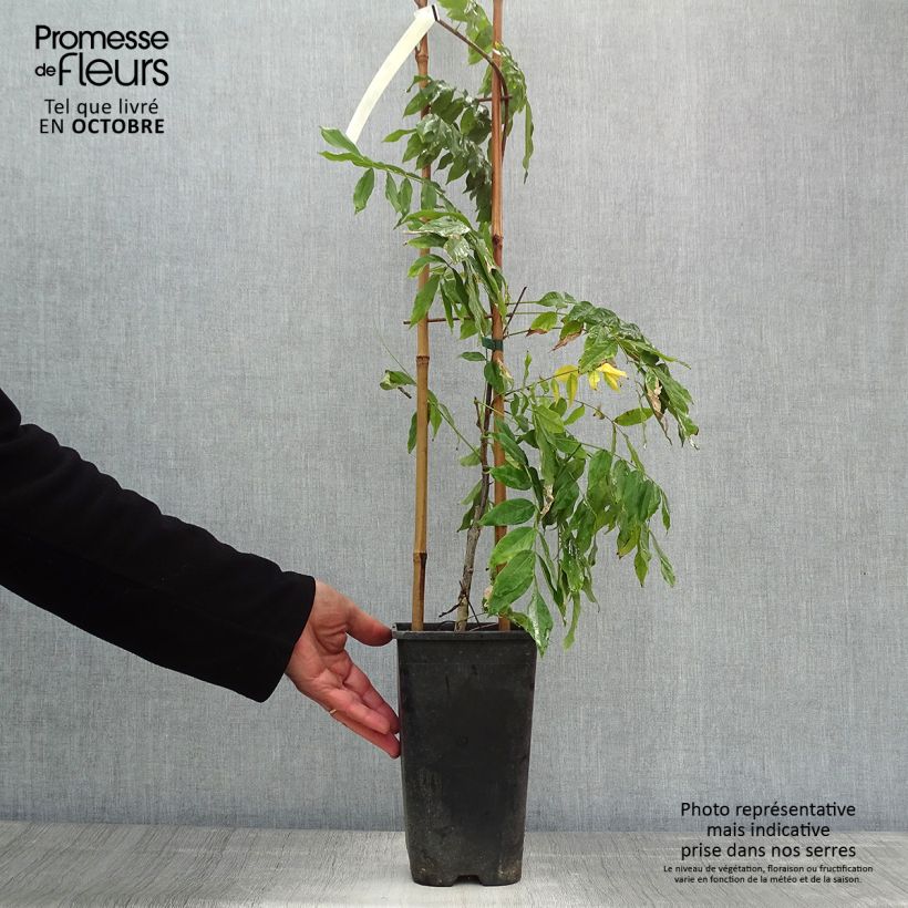 Spécimen de Wisteria venusta Rosea - Glycine du Japon Pot de 2L/3L, Plant greffé de + de 18 mois tel que livré en automne