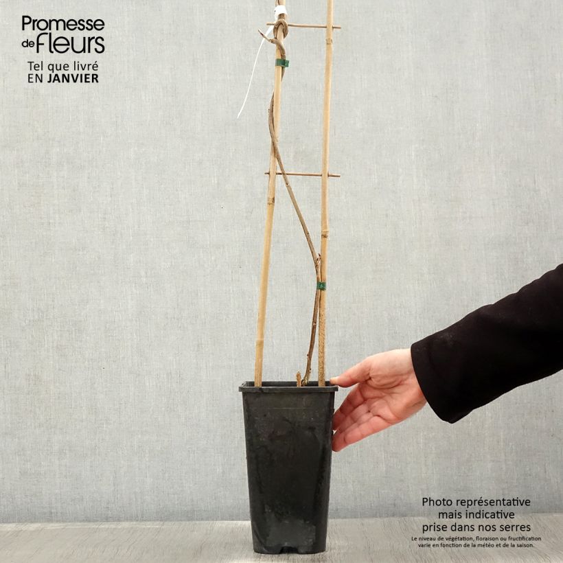 Spécimen de Wisteria venusta Rosea - Glycine du Japon Pot de 2L/3L, Plant greffé de + de 18 mois tel que livré en hiver