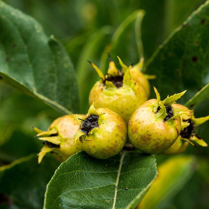 Crataemespilus grandiflora - Aubépine hybride (Récolte)