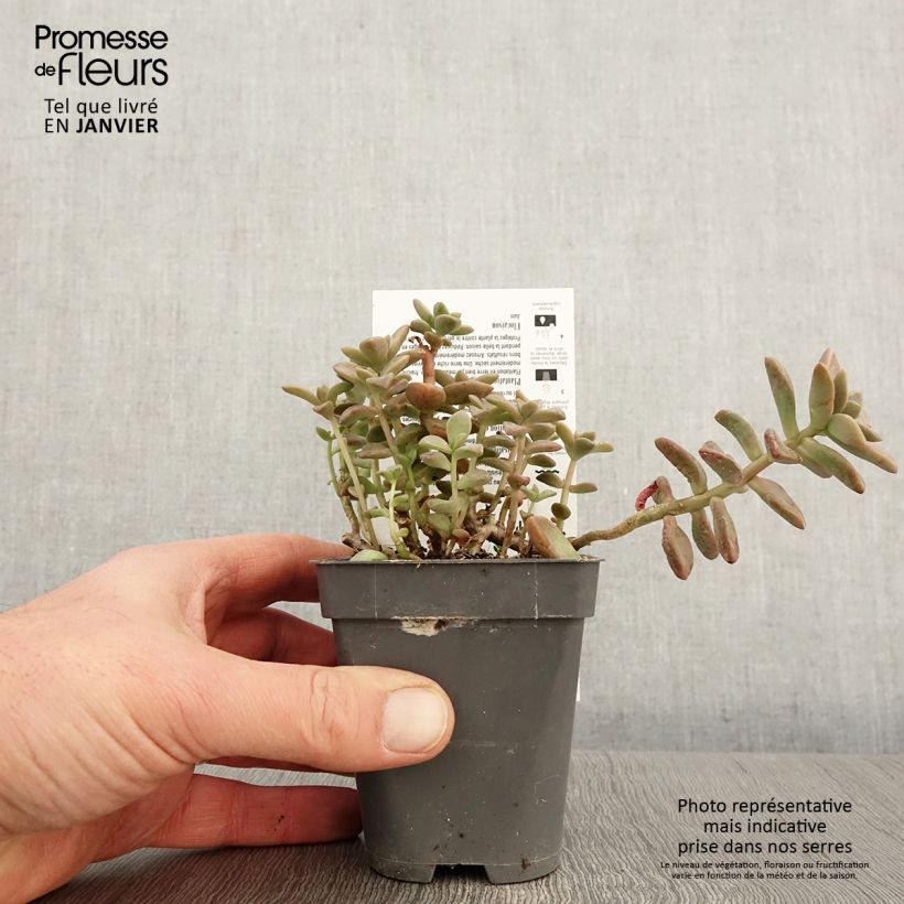 Spécimen de x Graptosedum Bronze - Plante grasse Godet de 8/9 cm tel que livré en hiver