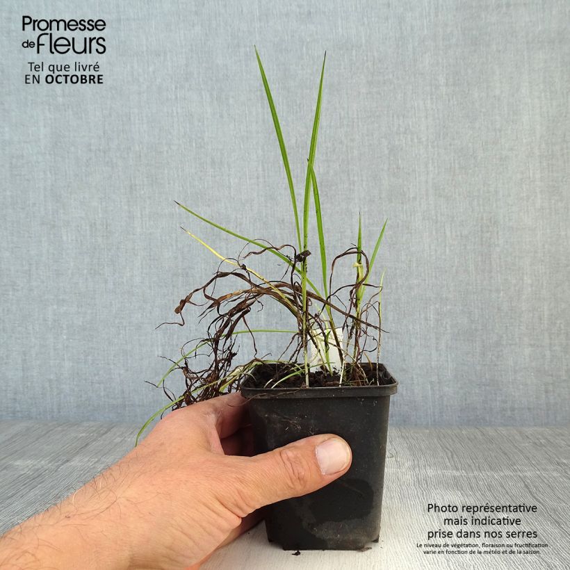Spécimen de Rhodoxis Ria - Rhodohypoxis Godet de 8/9 cm tel que livré en automne