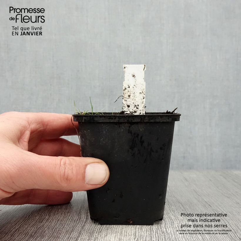 Spécimen de Rhodoxis Ria - Rhodohypoxis Godet de 8/9 cm tel que livré en hiver