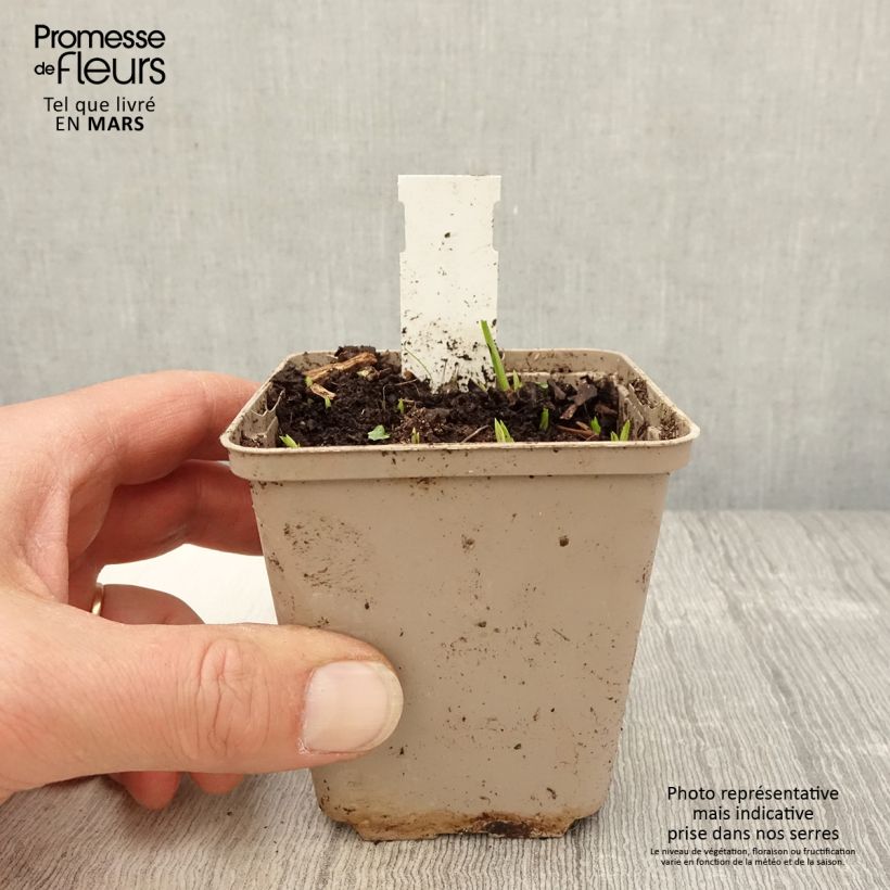 Spécimen de Rhodoxis Ria - Rhodohypoxis Godet de 8/9 cm tel que livré au printemps