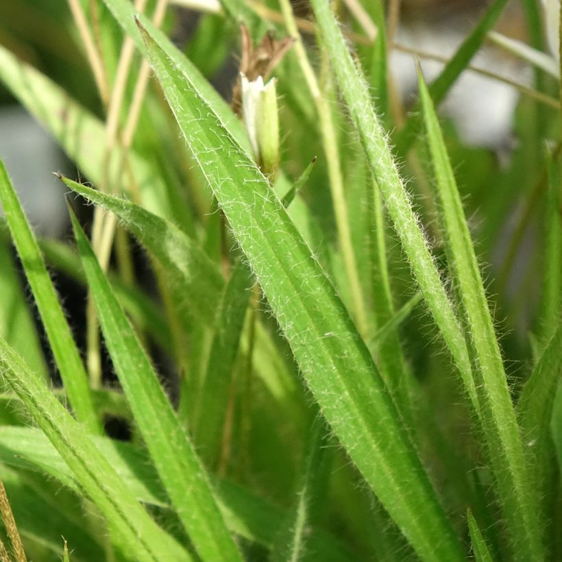 Rhodoxis Ria - Rhodohypoxis (Feuillage)