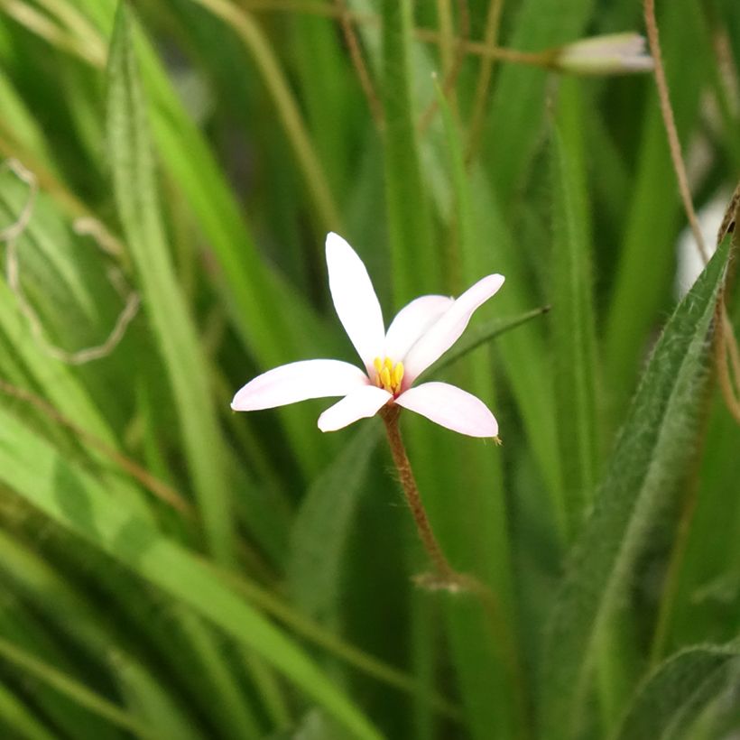 Rhodoxis Ria - Rhodohypoxis (Floraison)