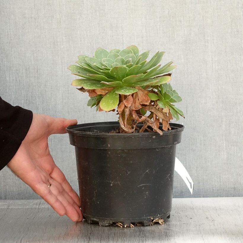 Spécimen de Semponium Diamond Pot de 2L/3L tel que livré en automne