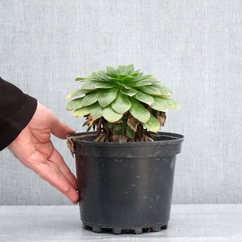 Spécimen de Semponium Diamond Pot de 2L/3L tel que livré en hiver