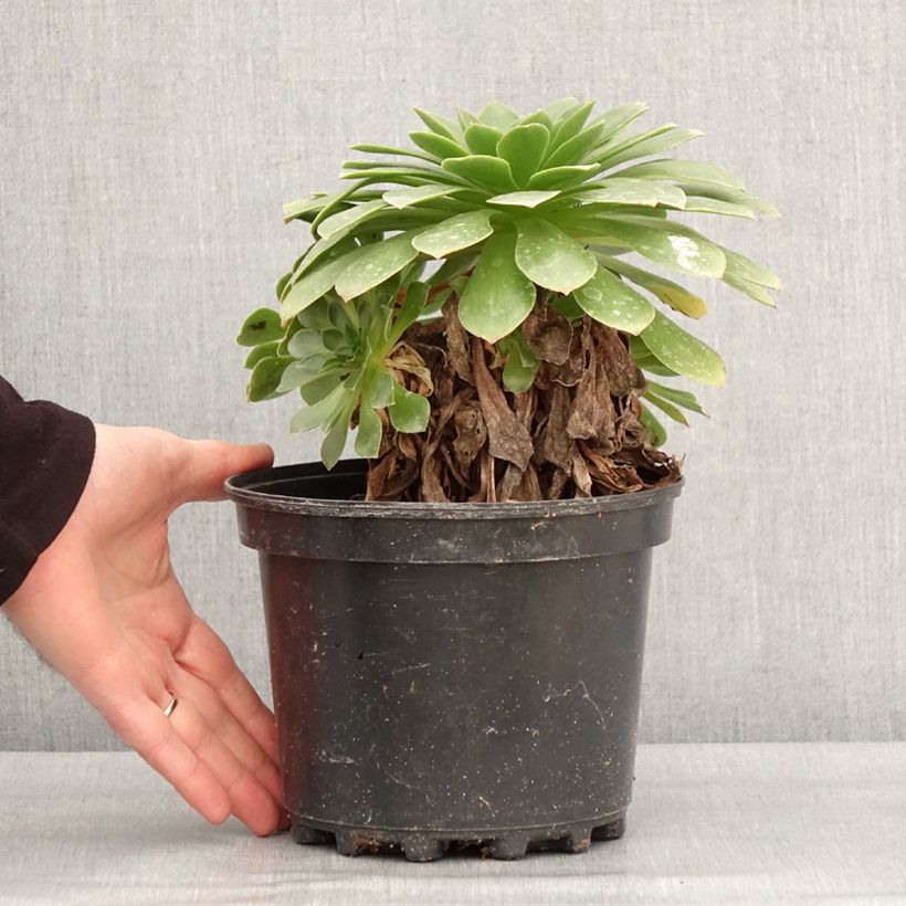 Spécimen de Semponium Sienna Pot de 2L/3L tel que livré en hiver