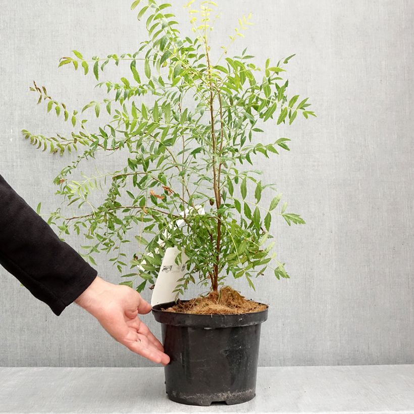 Spécimen de Xanthoceras sorbifolium Pot de 3L/4L tel que livré en automne