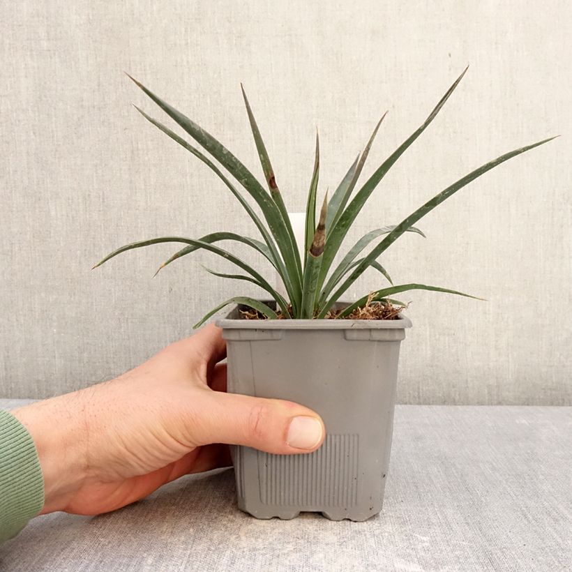 Spécimen de Yucca aloifolia Variegata - Yucca à feuilles d'Aloès Pot de 1L/1,5L tel que livré en hiver