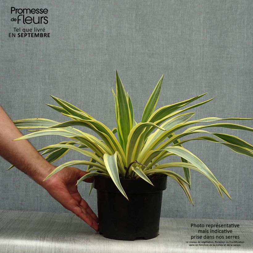 Spécimen de Yucca Bright Star - Yucca panaché Pot de 2L/3L tel que livré en automne