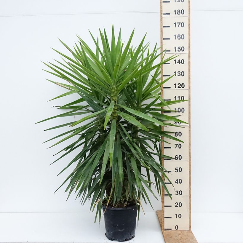 Spécimen de Yucca elephantipes - Yucca pied d'éléphant  Pot de 7,5L/10L tel que livré en été