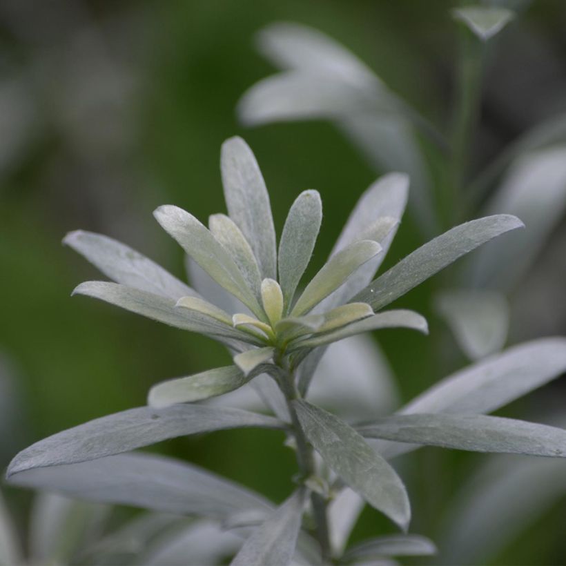 Yucca filamentosa (Feuillage)