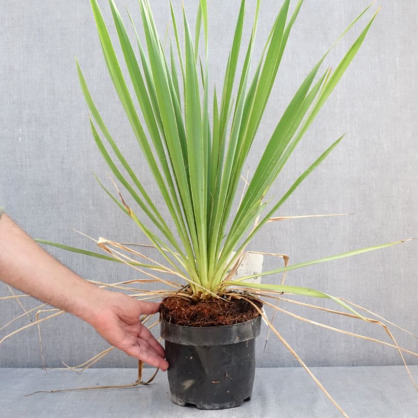 Spécimen de Yucca filamentosa Bright Edge - Yucca filamenteux Pot de 2L/3L tel que livré en été
