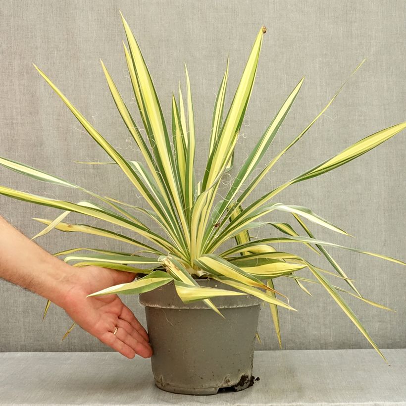 Spécimen de Yucca filamentosa Colour Guard - Yucca filamenteux panaché Pot de 4L/5L tel que livré en été