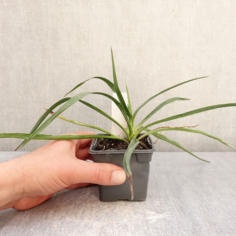 Spécimen de Yucca filamentosa Godet de 8/9 cm tel que livré en hiver
