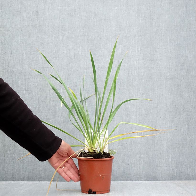 Spécimen de Yucca filamentosa Pot de 1L/1,5L tel que livré en automne