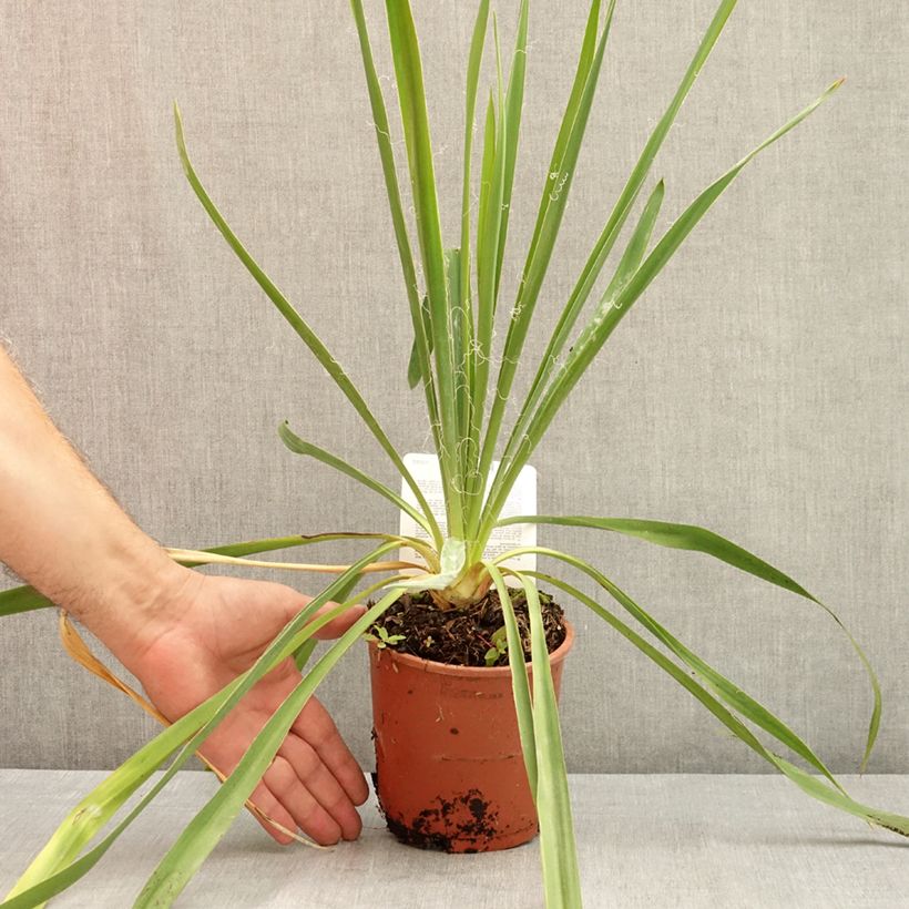 Spécimen de Yucca filamentosa Pot de 1L/1,5L tel que livré en été