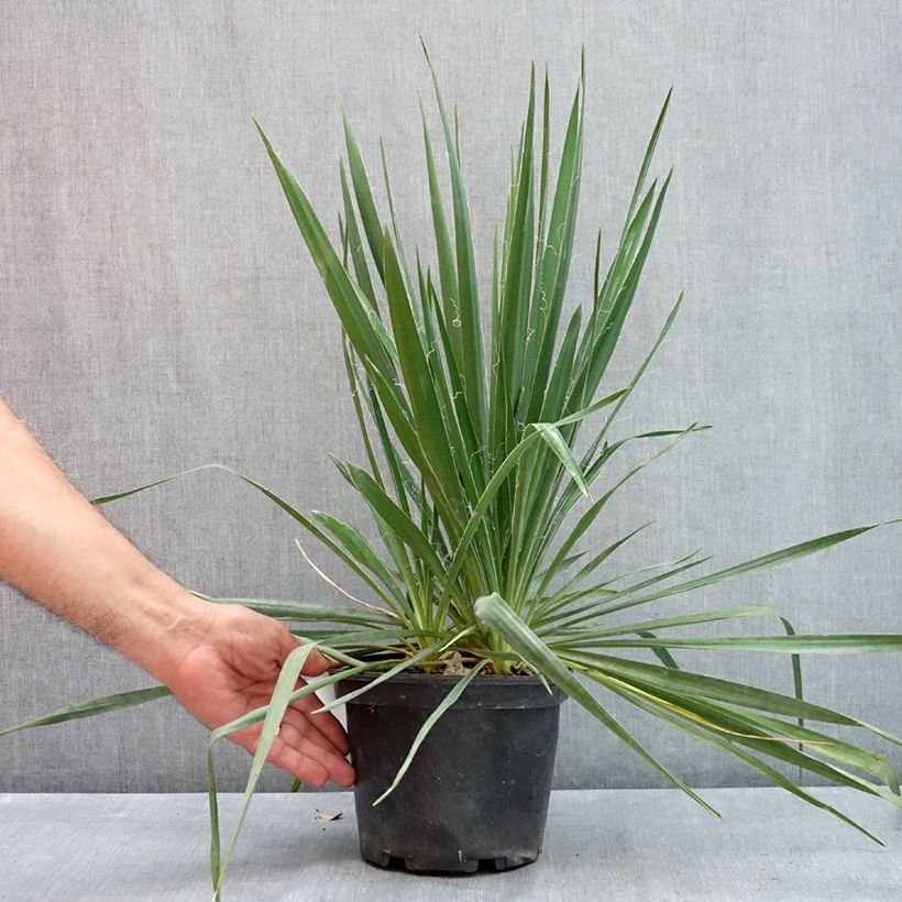 Spécimen de Yucca filamentosa Pot de 2L/3L tel que livré en été