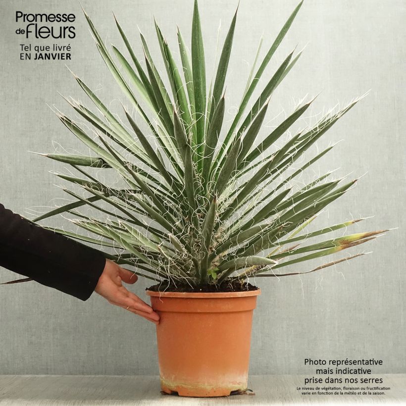 Spécimen de Yucca filifera - Yucca filifère Pot de 7,5L/10L tel que livré en hiver