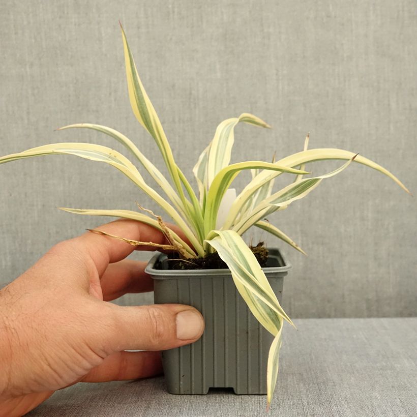 Spécimen de Yucca gloriosa Citrus twist® - Dague espagnole Godet de 8/9 cm tel que livré en été