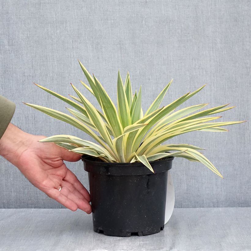 Spécimen de Yucca gloriosa Citrus twist® - Dague espagnole Pot de 2L/3L tel que livré en été