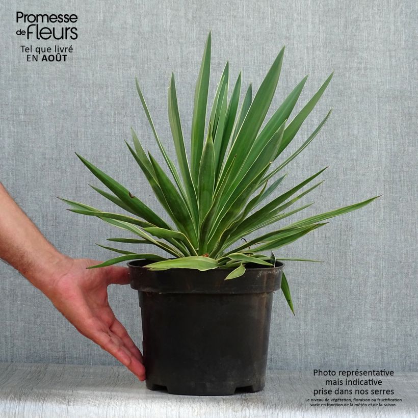 Spécimen de Yucca gloriosa Variegata - Dague espagnole Pot de 2L/3L tel que livré en été