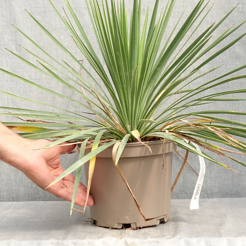 Spécimen de Yucca Katana Pot de 4L/5L tel que livré en été