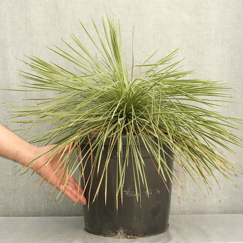Spécimen de Yucca linearifolia - Yucca à feuilles linéaires Pot de 18L/20L tel que livré en été