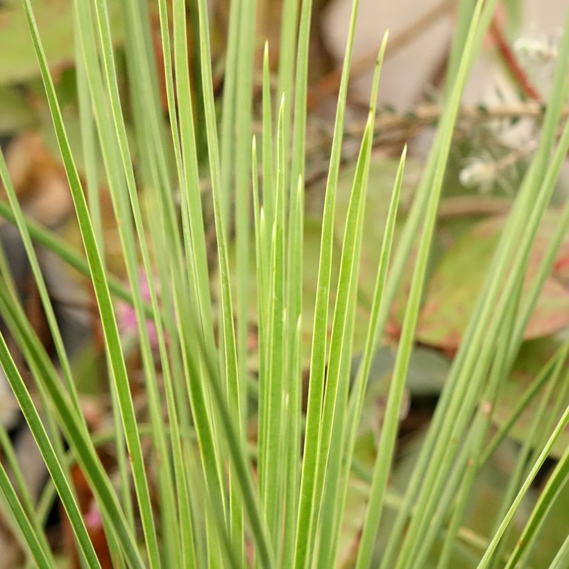 Yucca linearis Cascade (Feuillage)