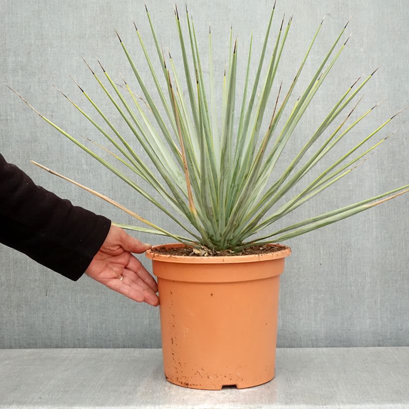 Spécimen de Yucca rigida - Yucca bleu Pot de 7,5L/10L tel que livré au printemps